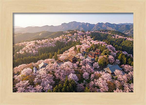Mount Yoshino In Full Bloom