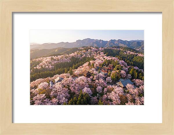 Mount Yoshino In Full Bloom