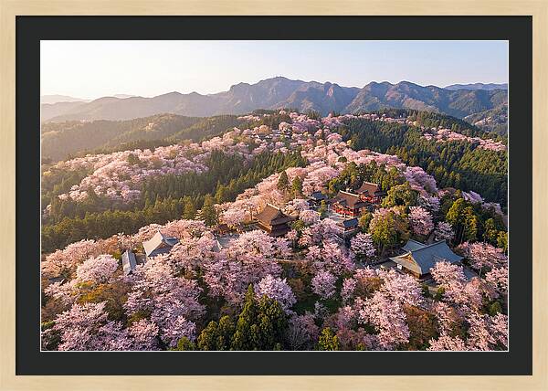 Mount Yoshino In Full Bloom