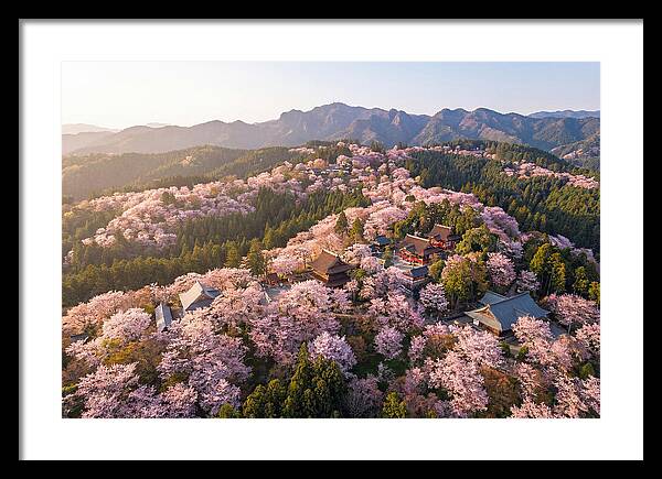 Mount Yoshino In Full Bloom