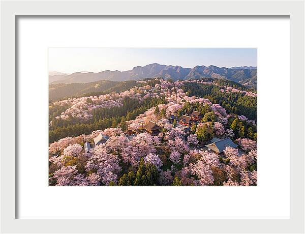 Mount Yoshino In Full Bloom