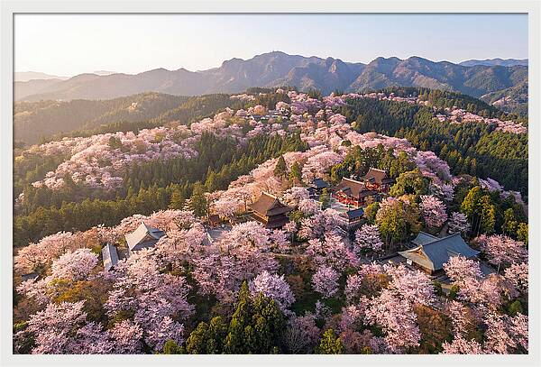 Mount Yoshino In Full Bloom