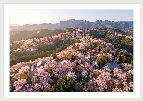 Mount Yoshino In Full Bloom