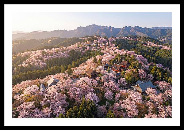 Mount Yoshino In Full Bloom