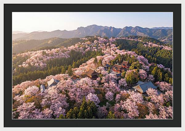 Mount Yoshino In Full Bloom