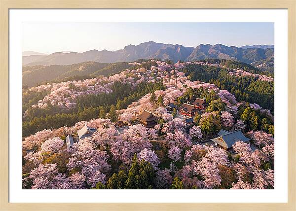 Mount Yoshino In Full Bloom