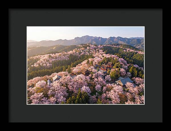 Mount Yoshino In Full Bloom