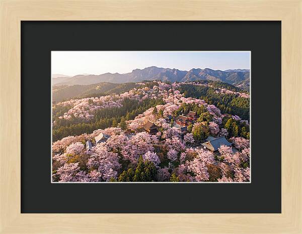 Mount Yoshino In Full Bloom