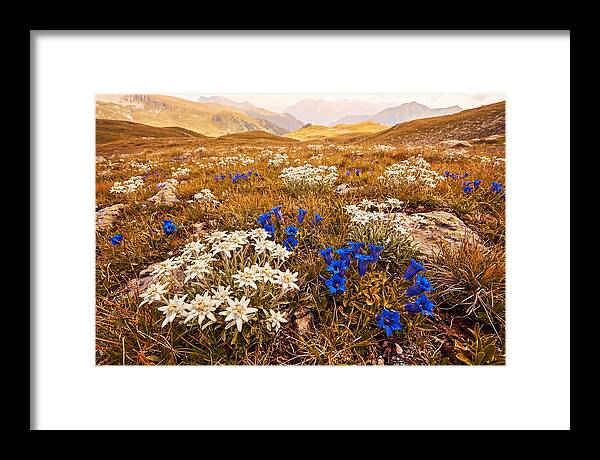 Mountain Bloom Tranquility