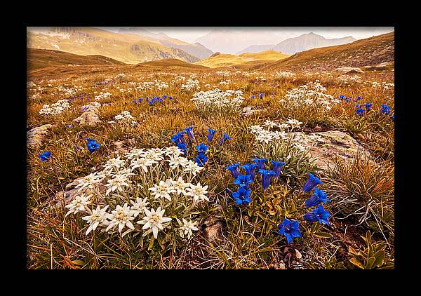 Mountain Bloom Tranquility