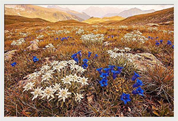 Mountain Bloom Tranquility