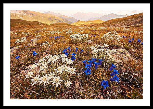 Mountain Bloom Tranquility