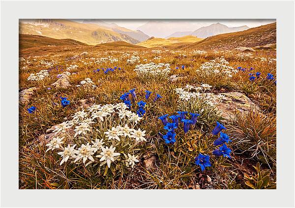 Mountain Bloom Tranquility