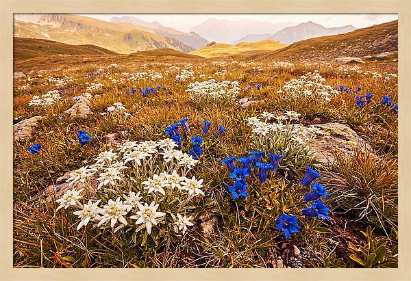 Mountain Bloom Tranquility