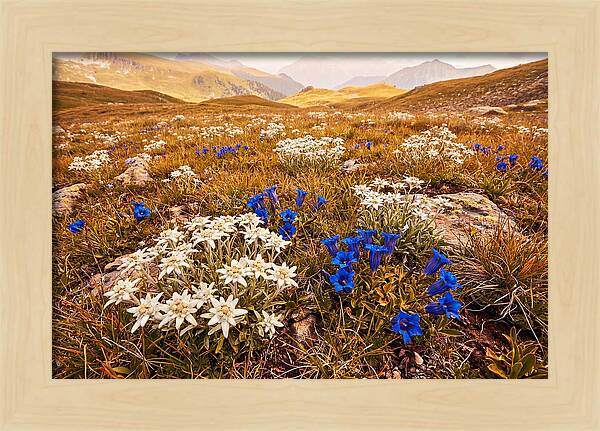 Mountain Bloom Tranquility