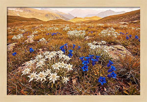Mountain Bloom Tranquility