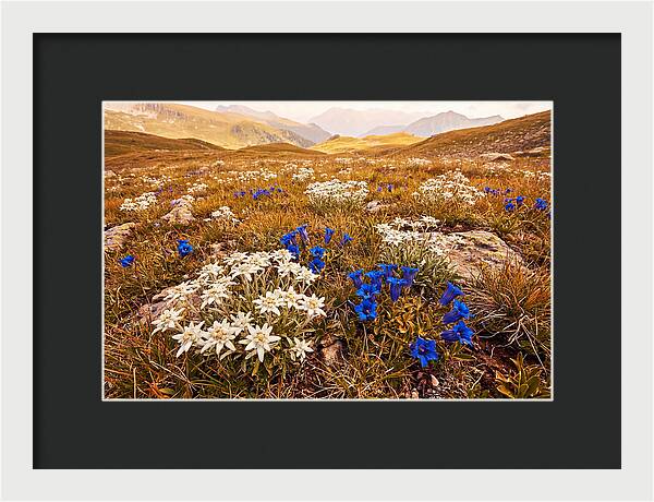 Mountain Bloom Tranquility