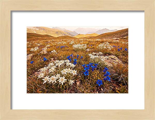 Mountain Bloom Tranquility