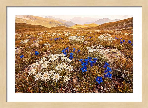 Mountain Bloom Tranquility