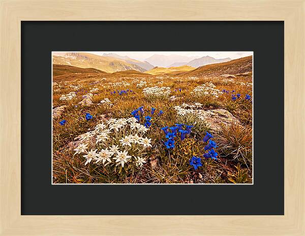 Mountain Bloom Tranquility