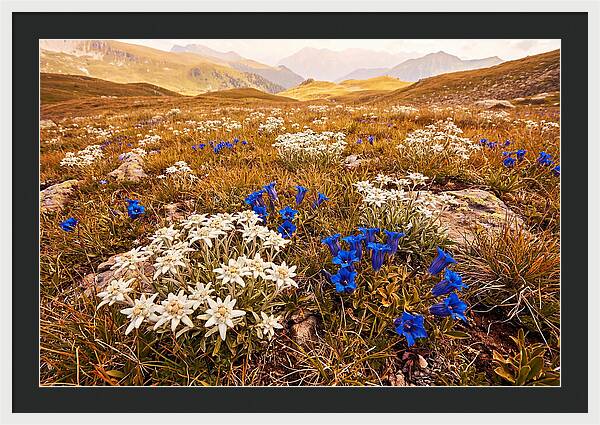 Mountain Bloom Tranquility