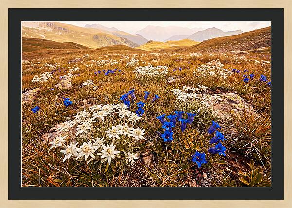 Mountain Bloom Tranquility