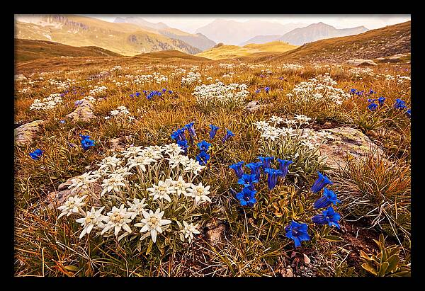 Mountain Bloom Tranquility
