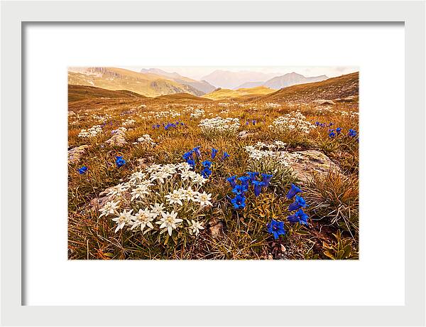 Mountain Bloom Tranquility