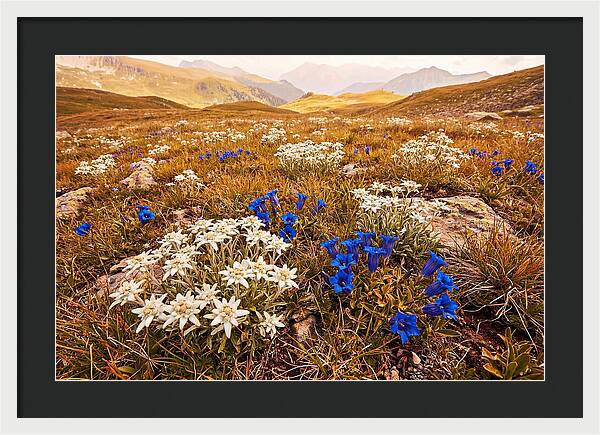 Mountain Bloom Tranquility