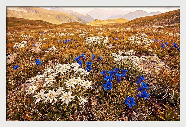 Mountain Bloom Tranquility