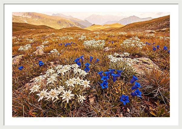 Mountain Bloom Tranquility