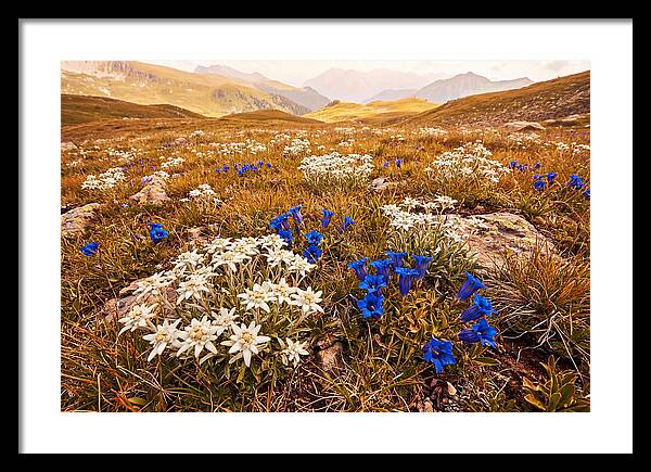 Mountain Bloom Tranquility