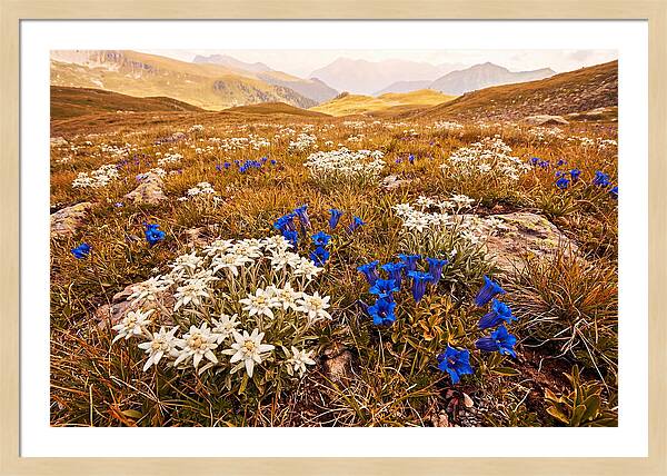 Mountain Bloom Tranquility