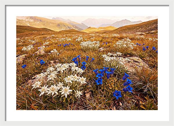 Mountain Bloom Tranquility