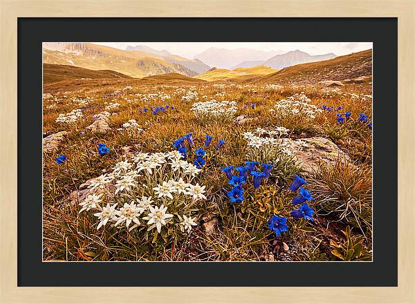 Mountain Bloom Tranquility