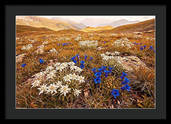 Mountain Bloom Tranquility