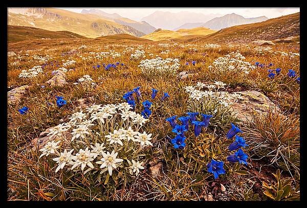 Mountain Bloom Tranquility