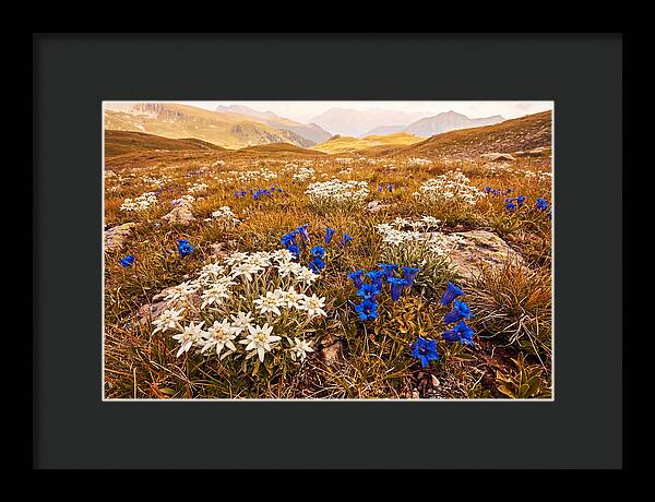 Mountain Bloom Tranquility