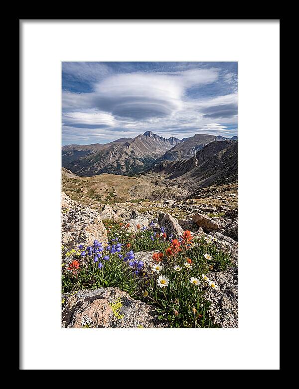 Mountain Blooms Above Treeline