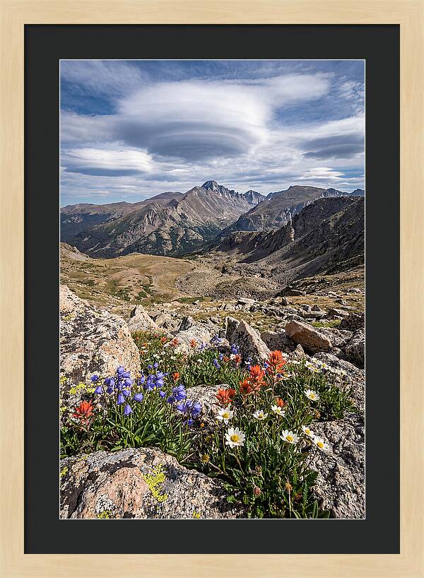 Mountain Blooms Above Treeline