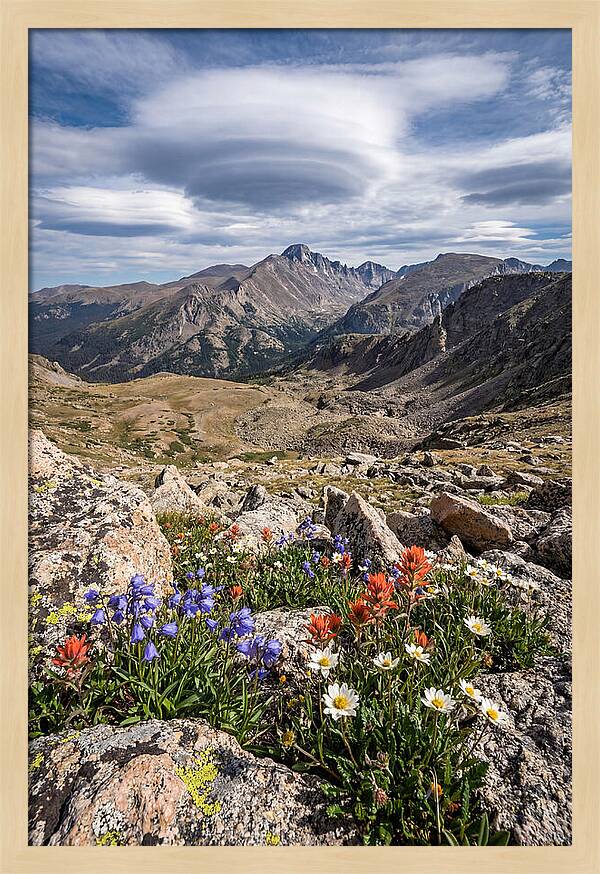 Mountain Blooms Above Treeline