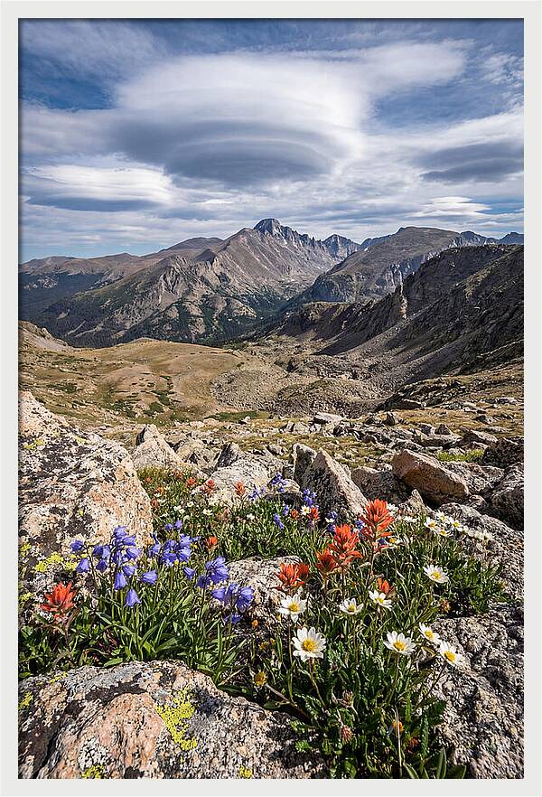 Mountain Blooms Above Treeline