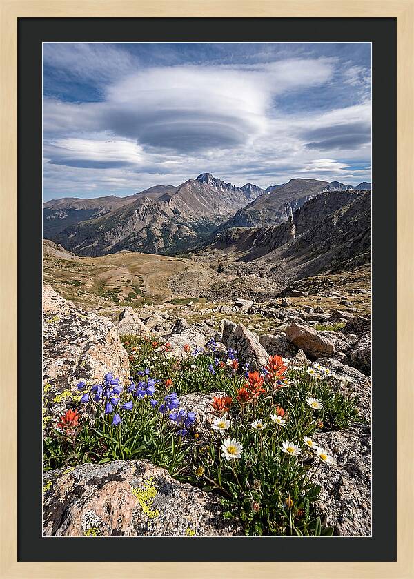 Mountain Blooms Above Treeline