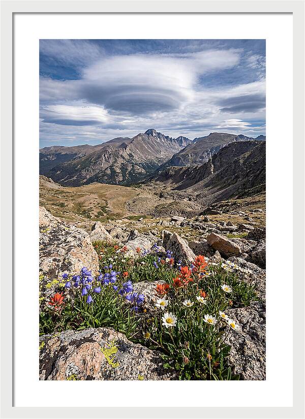 Mountain Blooms Above Treeline