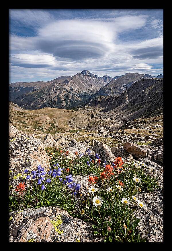 Mountain Blooms Above Treeline