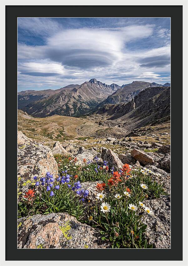 Mountain Blooms Above Treeline