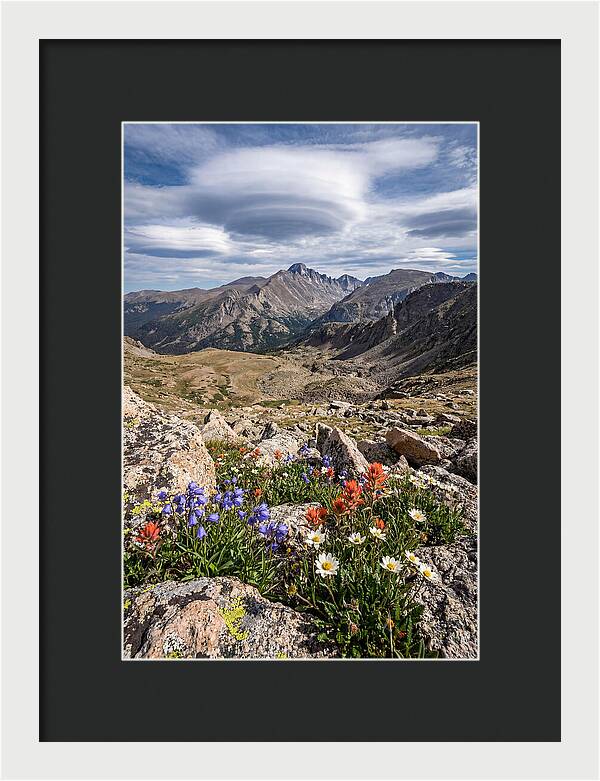 Mountain Blooms Above Treeline