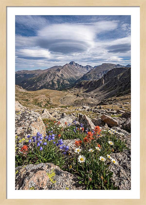 Mountain Blooms Above Treeline