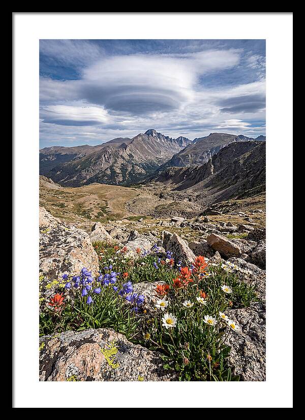 Mountain Blooms Above Treeline