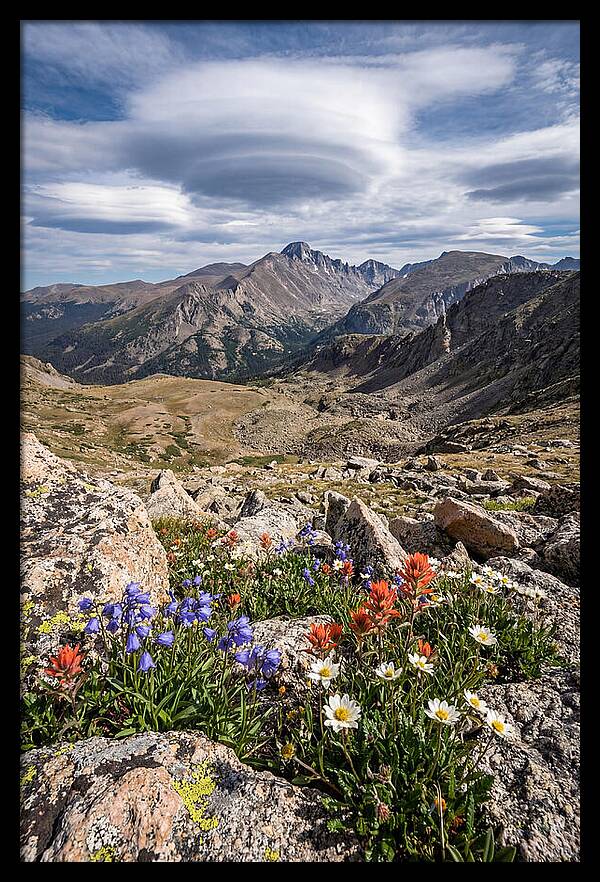 Mountain Blooms Above Treeline